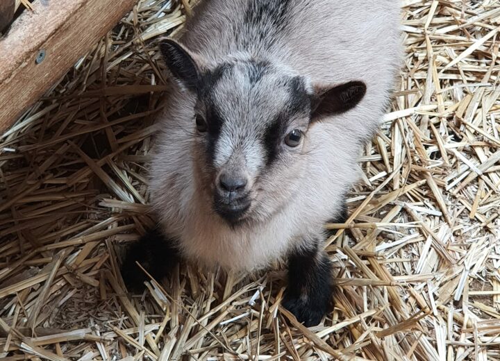 FERME PÉDAGOGIQUE DE GOALES À LANNION