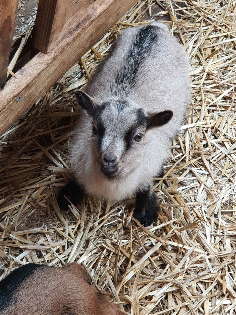 Ferme pédagogique Lannion